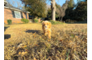 Cute Cavapoo Poodle Mix Pup