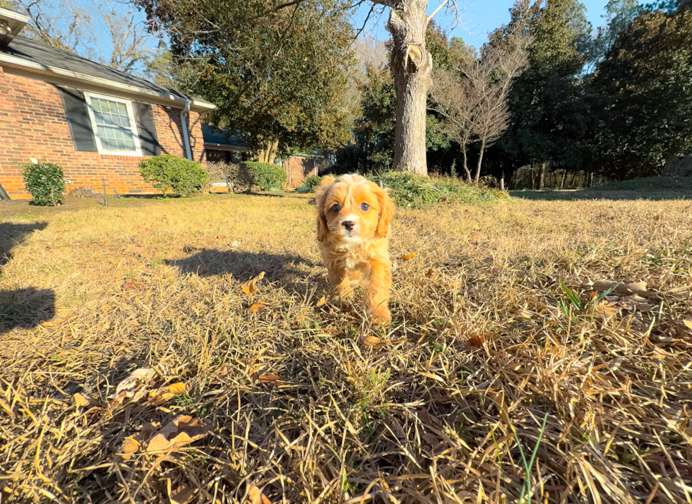 Cute Cavapoo Poodle Mix Pup