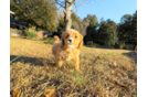 Cute Cavapoo Baby