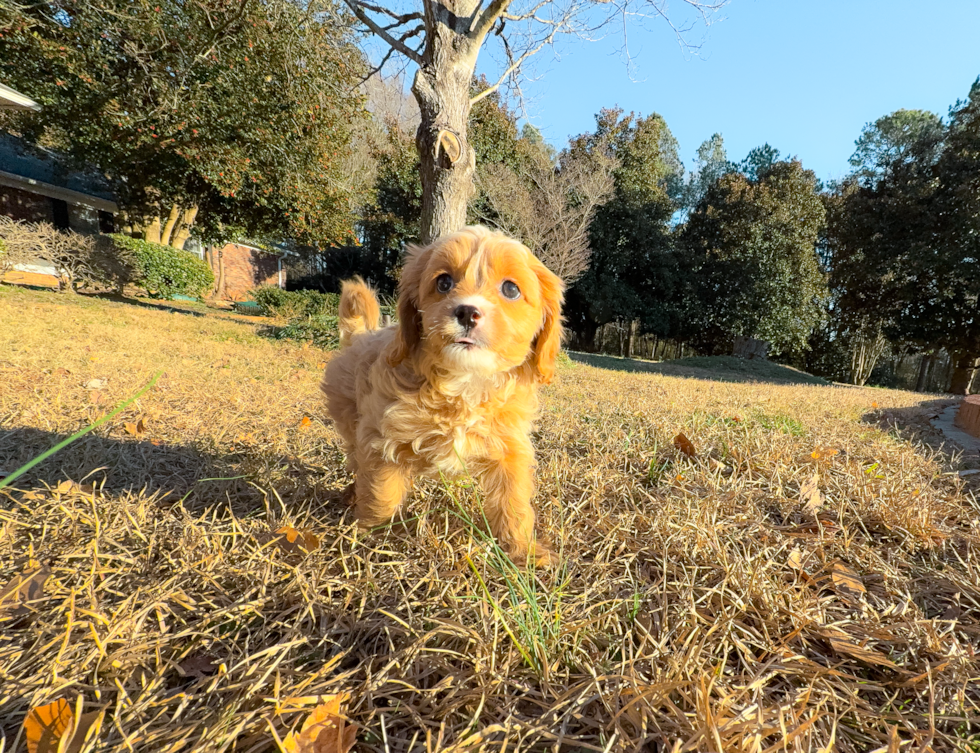 Cute Cavapoo Baby