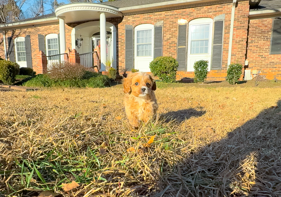 Best Cavapoo Baby