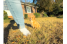 Cavapoo Puppy for Adoption