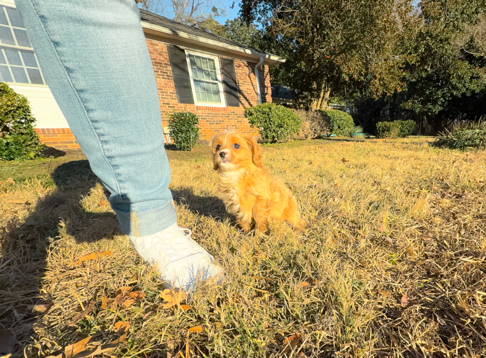 Cavapoo Puppy for Adoption