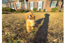 Cute Cavadoodle Poodle Mix Puppy