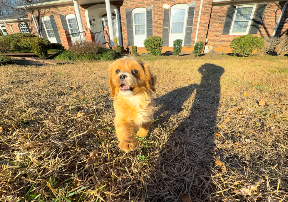 Cute Cavadoodle Poodle Mix Puppy