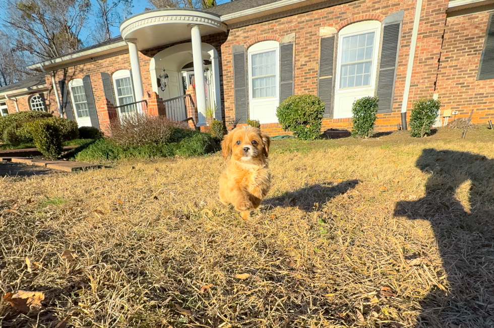 Best Cavapoo Baby