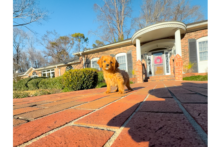 Cavapoo Puppy for Adoption