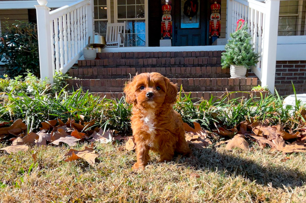 8 week old Cavapoo Puppy For Sale - Simply Southern Pups