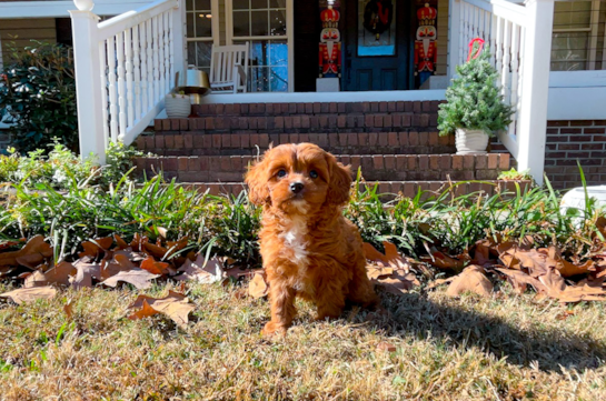 Cavapoo Pup Being Cute