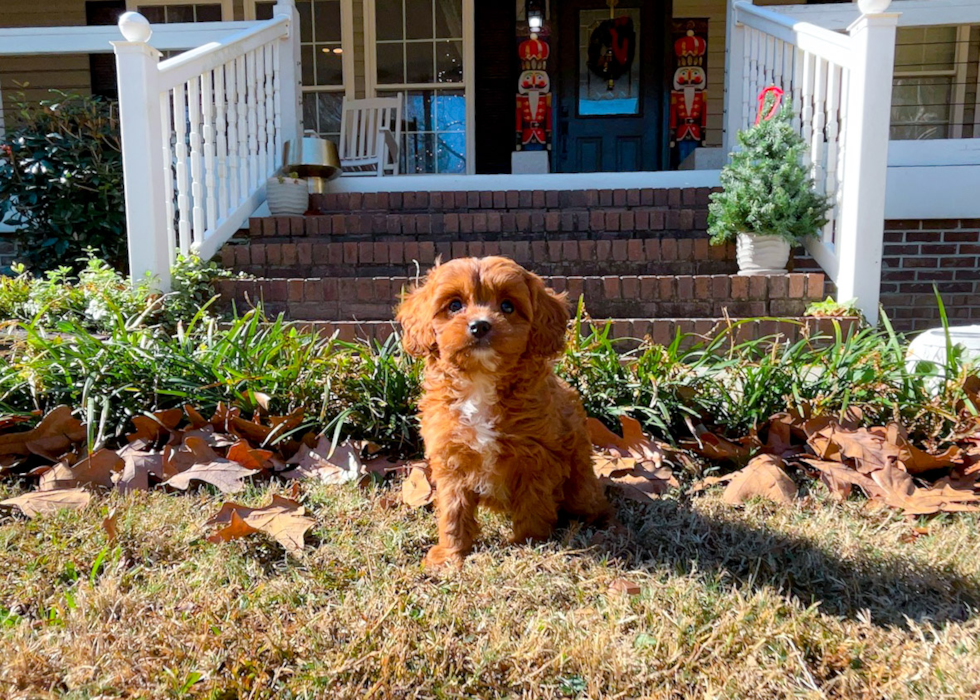 Cute Cavipoo Poodle Mix Puppy