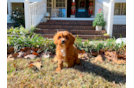 Cute Cavapoo Poodle Mix Pup