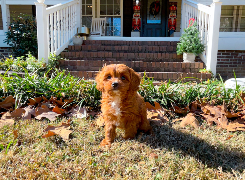 Cute Cavapoo Poodle Mix Pup