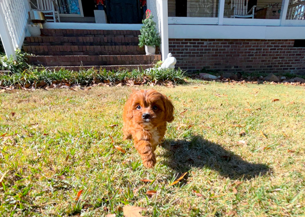 Cute Cavapoo Baby