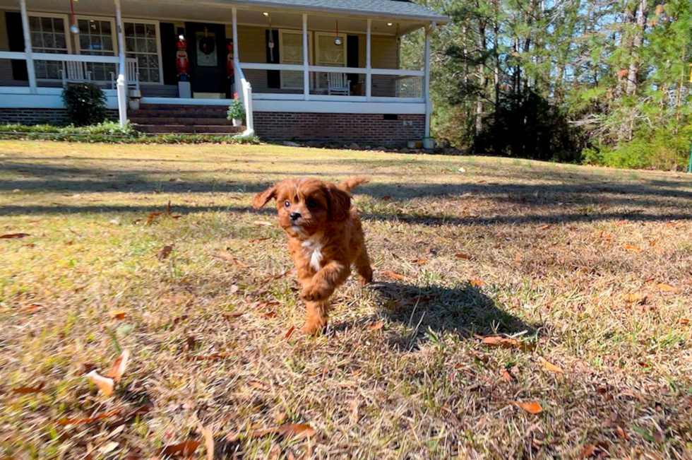 Cute Cavapoodle Poodle Mix Puppy