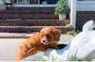 Cute Cavapoodle Poodle Mix Puppy
