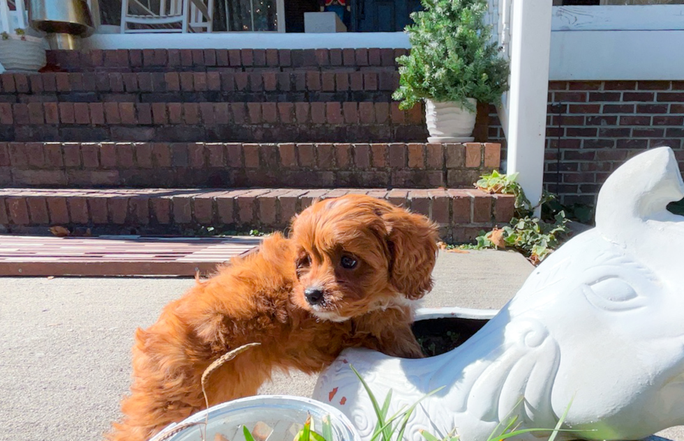 Cute Cavapoodle Poodle Mix Puppy