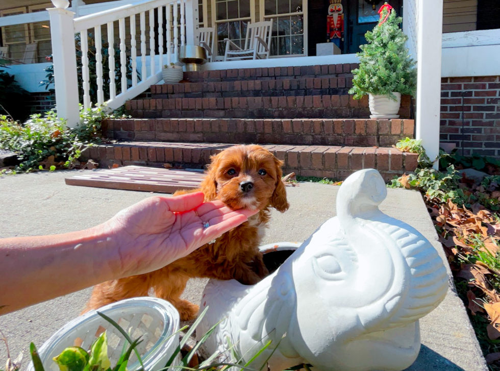 Cute Cavapoo Poodle Mix Pup