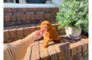 Cute Cavoodle Poodle Mix Puppy