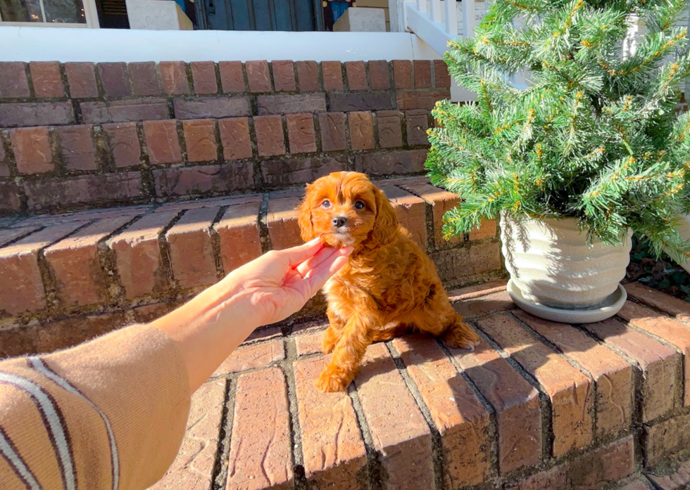 Cute Cavoodle Poodle Mix Puppy