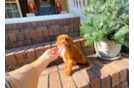 Cute Cavapoo Baby
