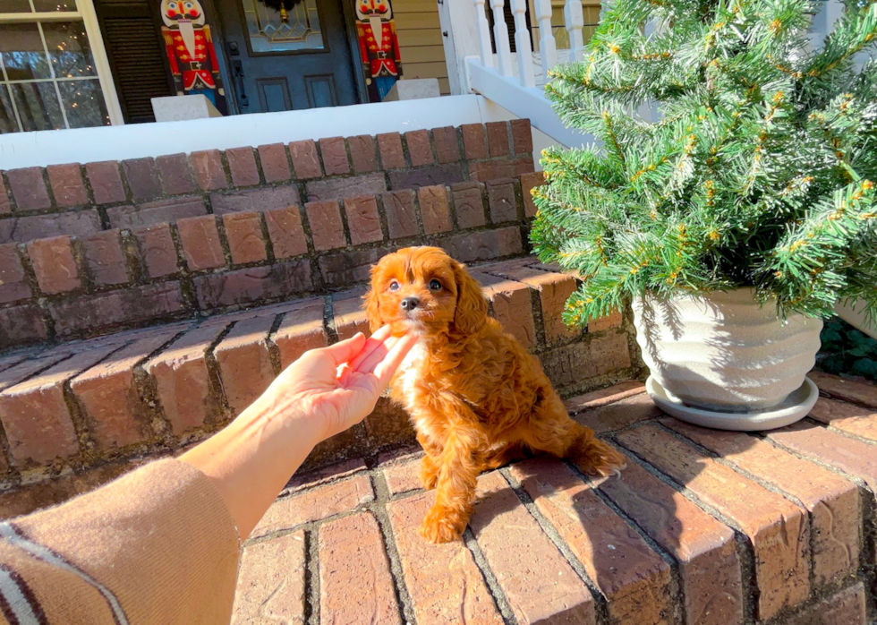 Cute Cavapoo Baby