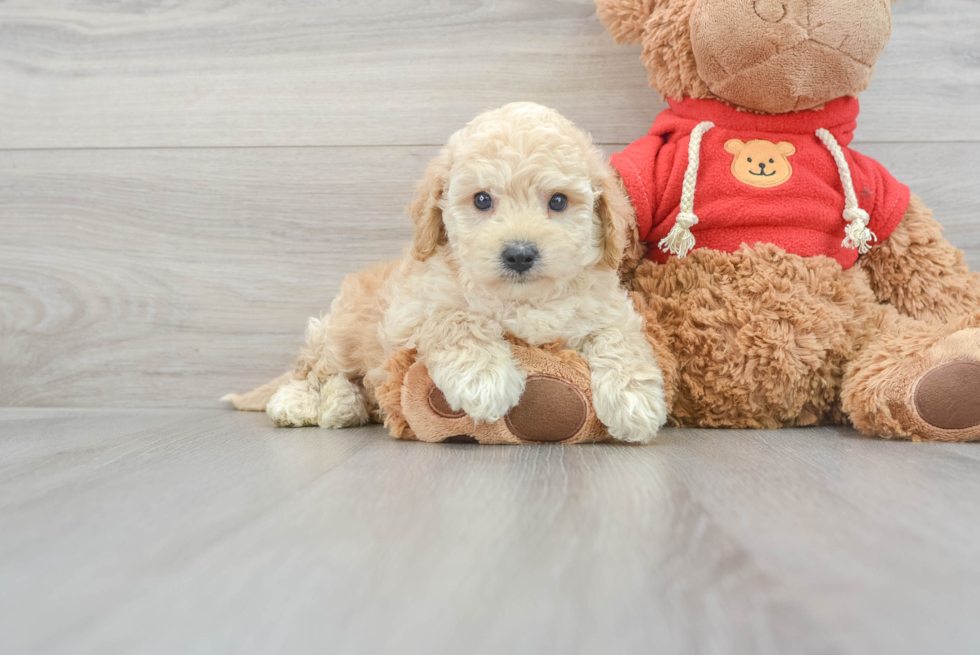 Cavapoo Pup Being Cute