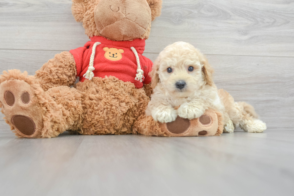 Energetic Cavoodle Poodle Mix Puppy