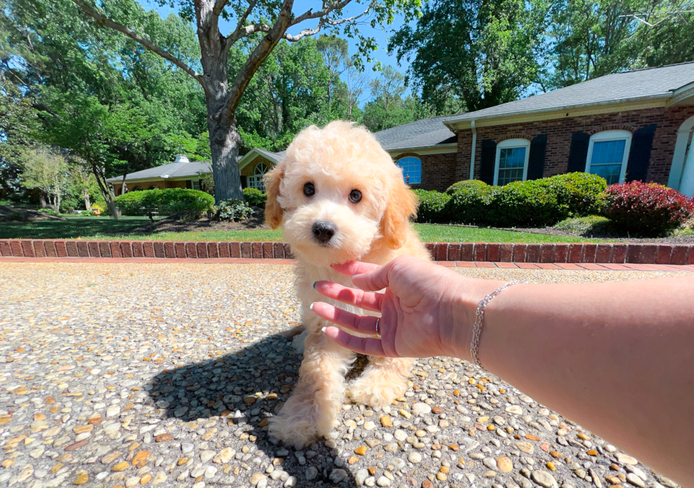 Cute Cavapoo Poodle Mix Pup