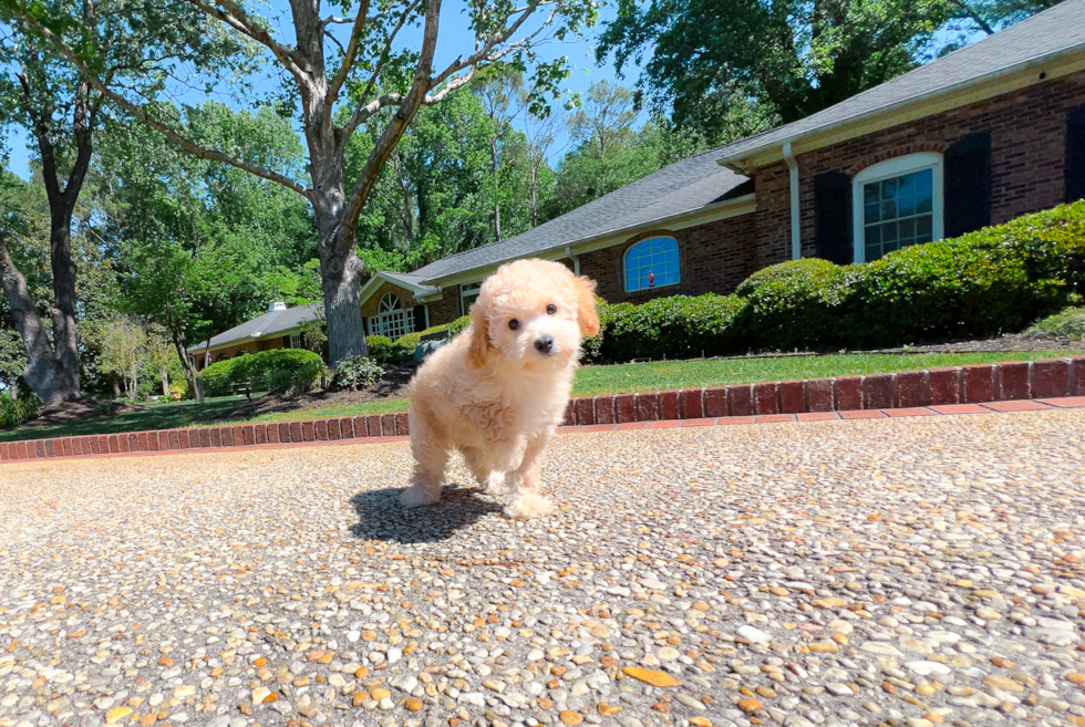 Cute Cavapoo Baby