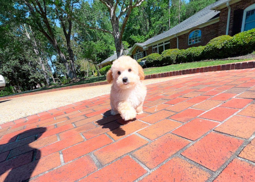 Cute Cavapoo Baby