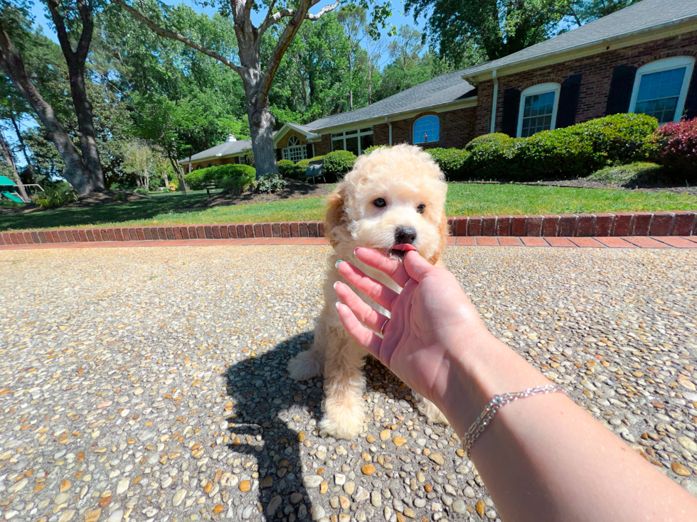 Cute Cavapoo Baby