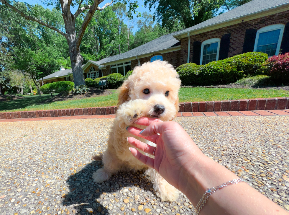 Cavapoo Pup Being Cute