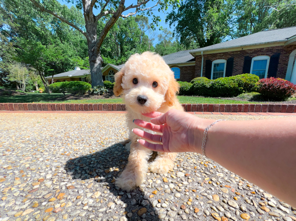 Cavapoo Pup Being Cute