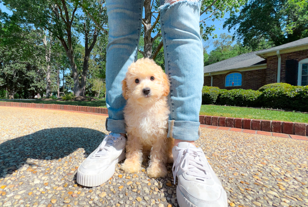 Cavapoo Puppy for Adoption