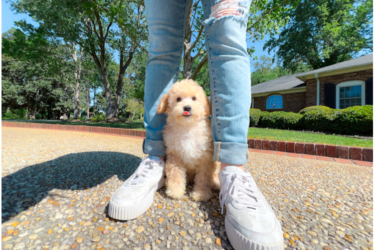 Cavapoo Pup Being Cute