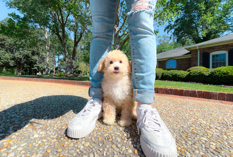 Cavapoo Pup Being Cute