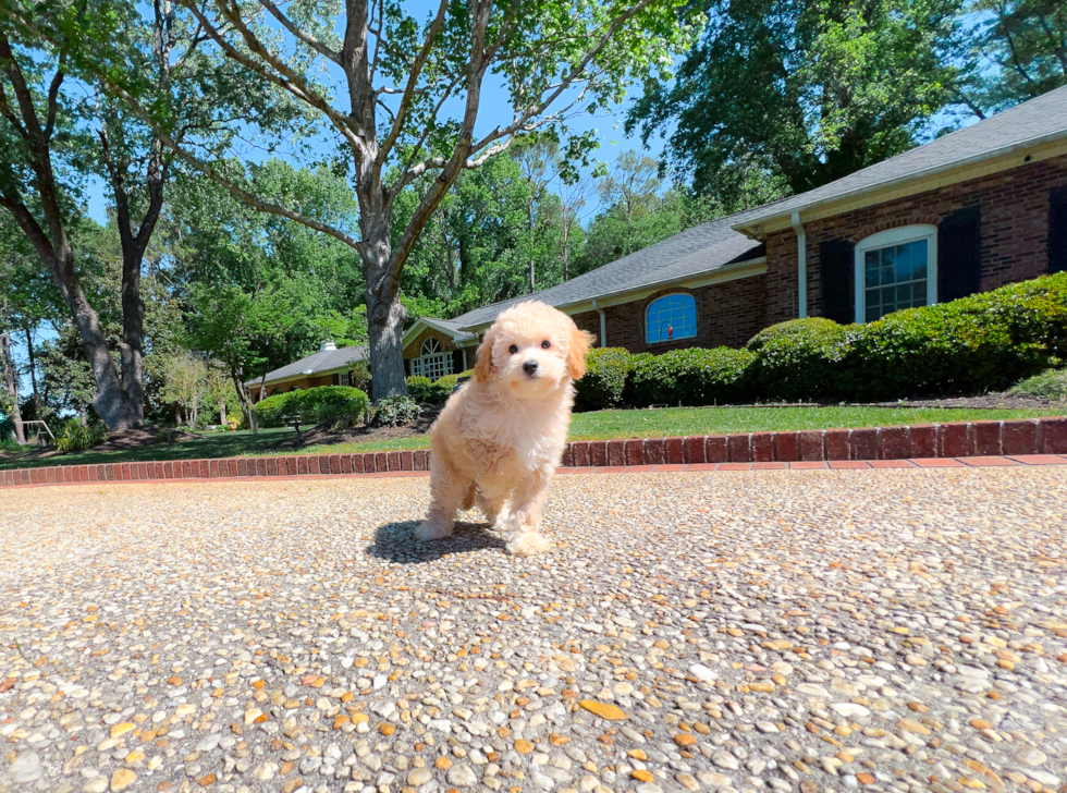 Cavapoo Pup Being Cute