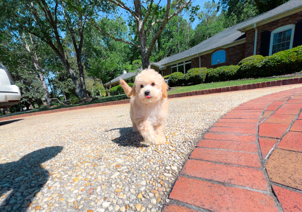 Cute Cavoodle Poodle Mix Puppy