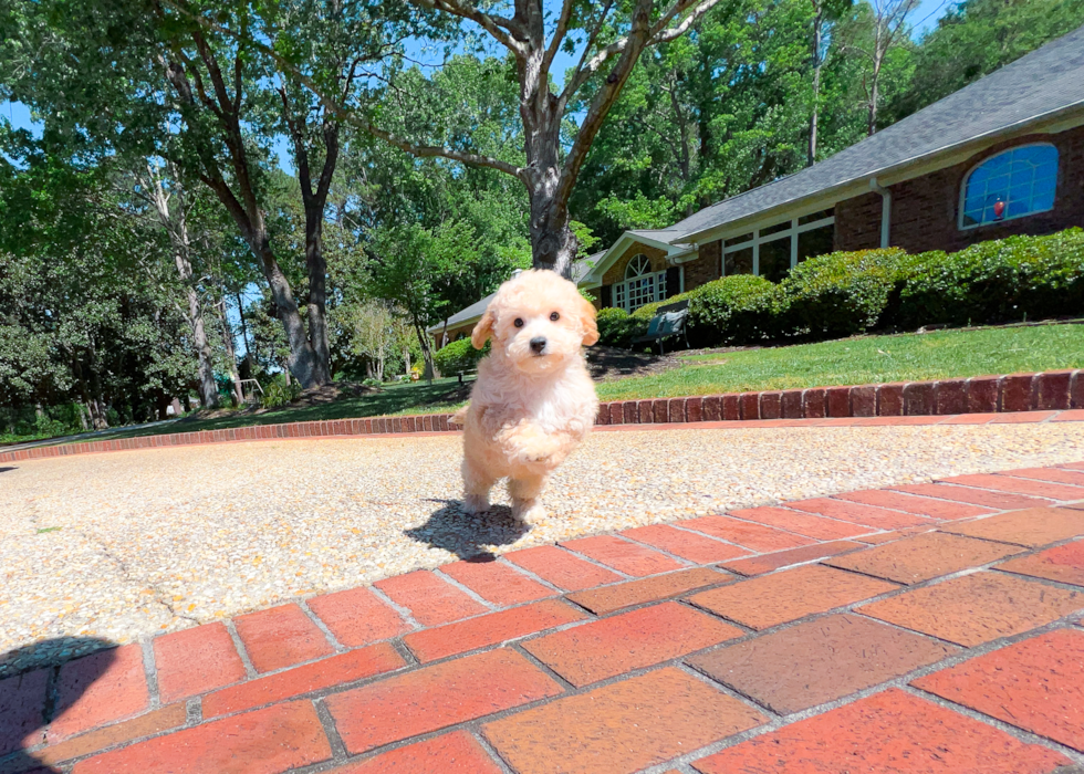 Cavapoo Pup Being Cute