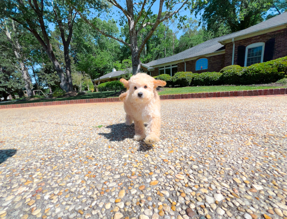 Cute Cavapoo Poodle Mix Pup