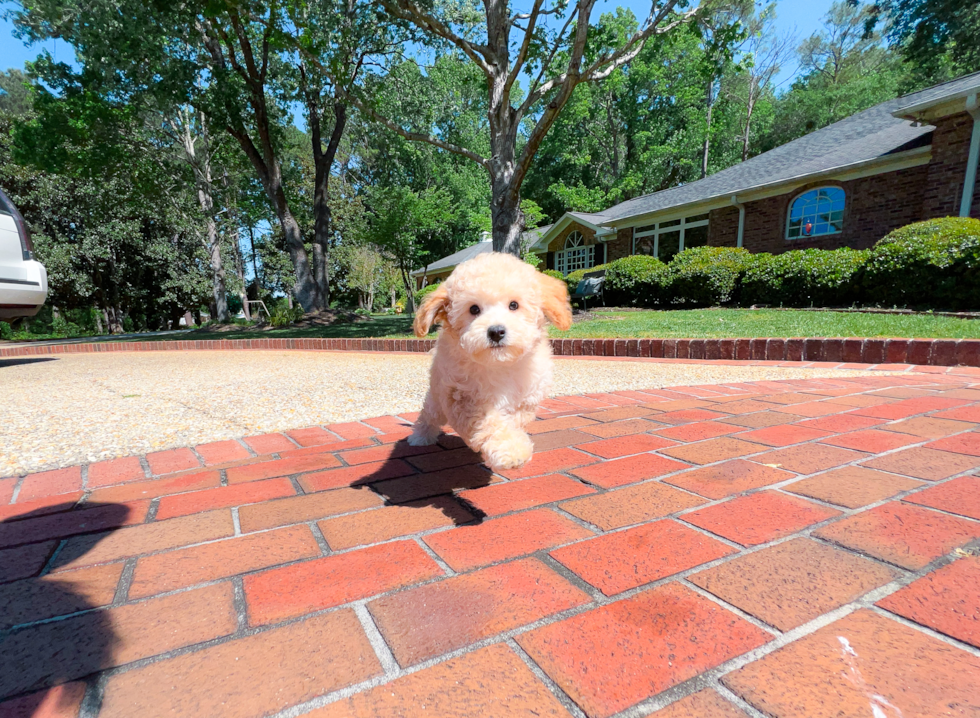 Cavapoo Pup Being Cute