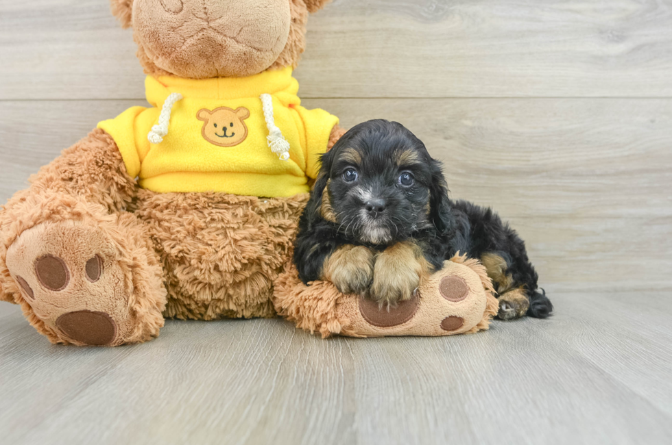 7 week old Cavapoo Puppy For Sale - Simply Southern Pups