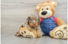 Best Cavapoo Baby