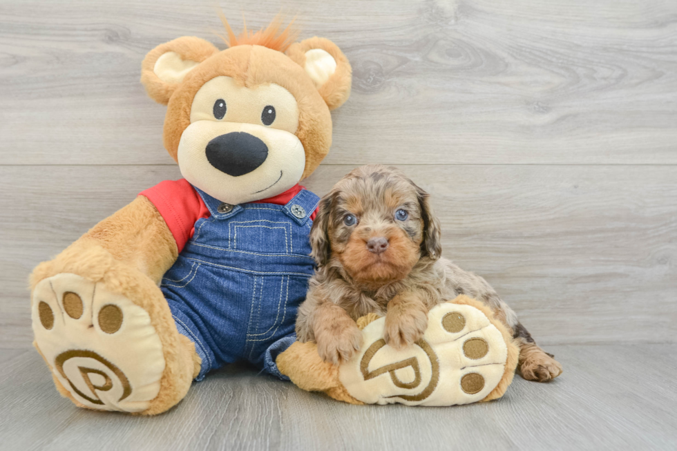 Little Cavipoo Poodle Mix Puppy