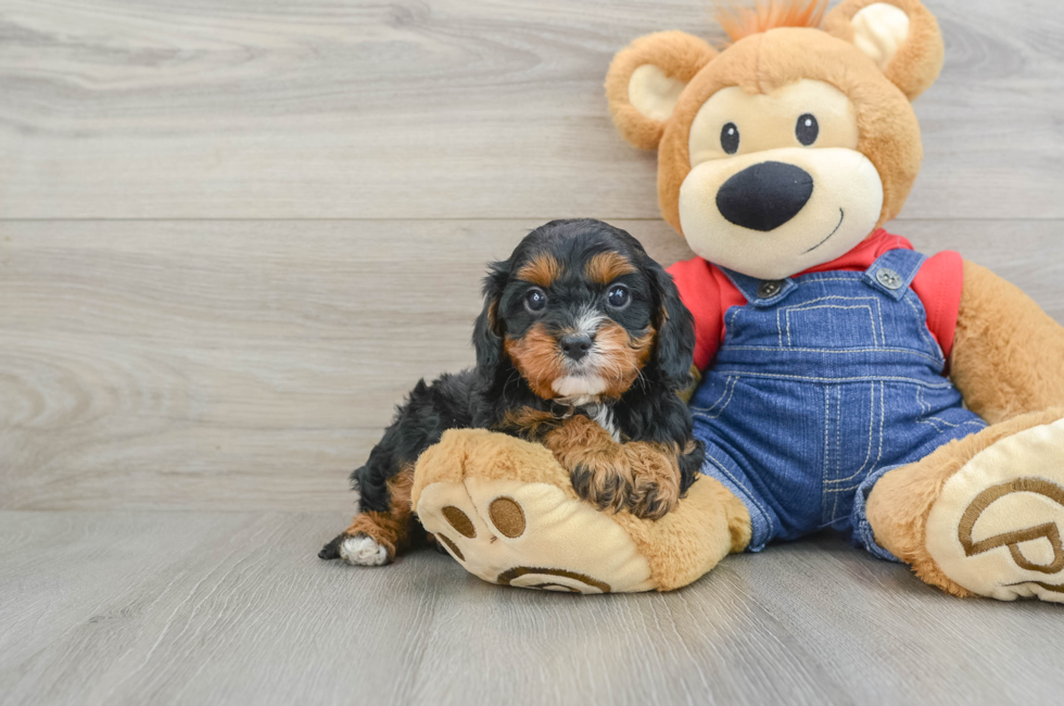 5 week old Cavapoo Puppy For Sale - Simply Southern Pups