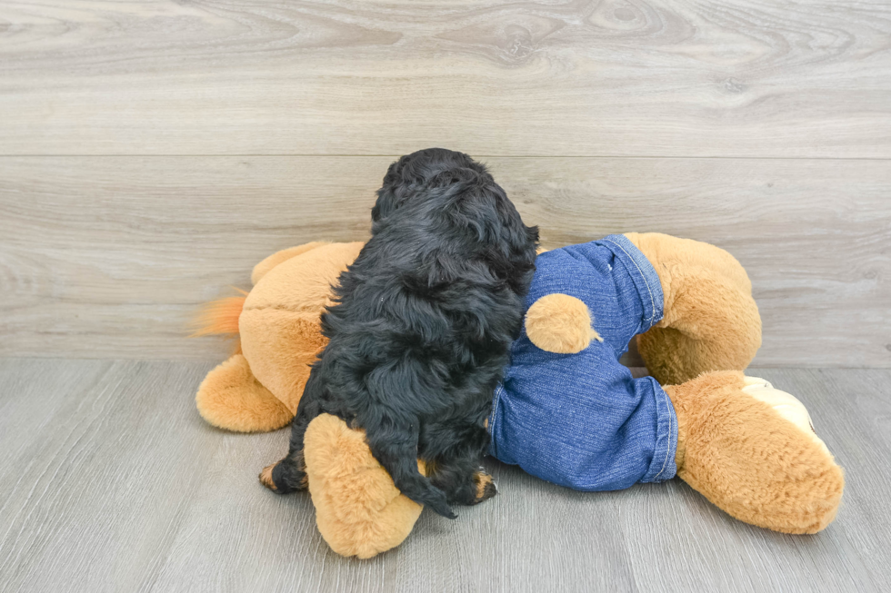 Cavapoo Puppy for Adoption