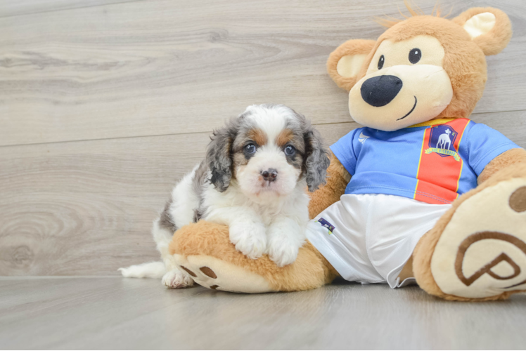 Best Cavapoo Baby