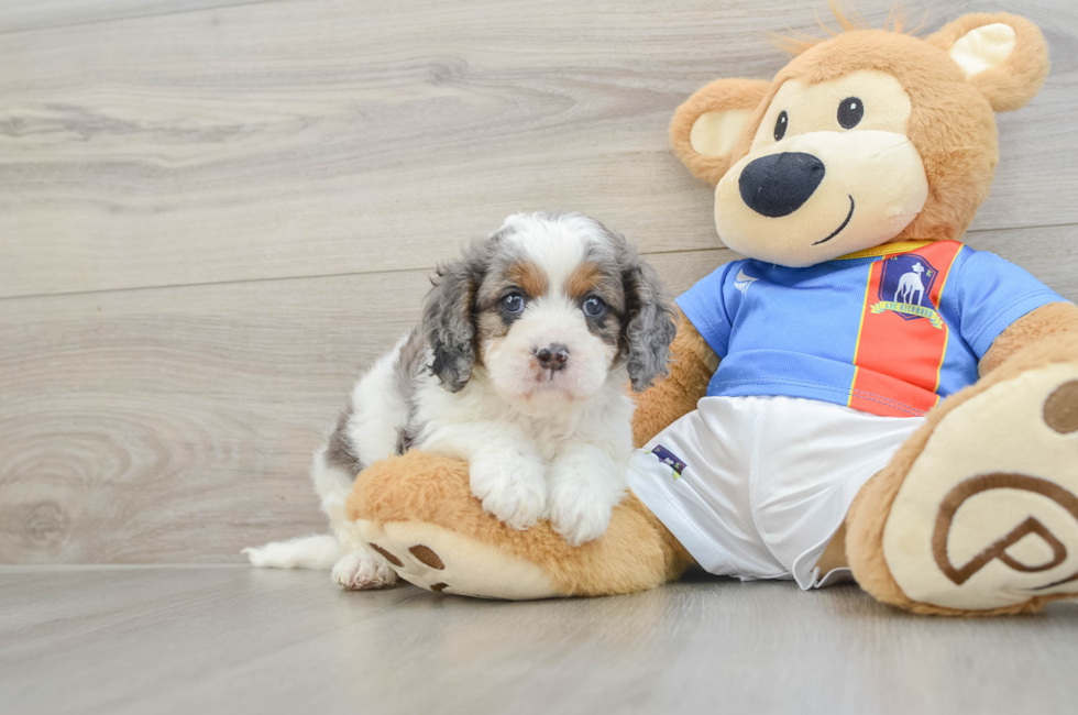 6 week old Cavapoo Puppy For Sale - Simply Southern Pups