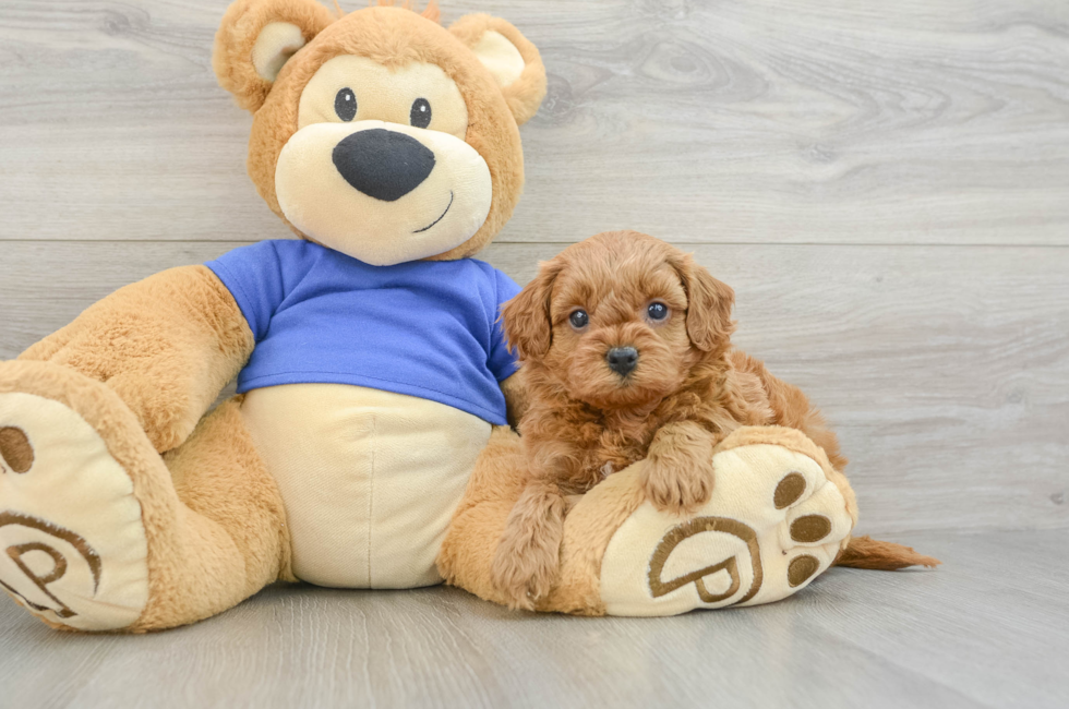 7 week old Cavapoo Puppy For Sale - Simply Southern Pups