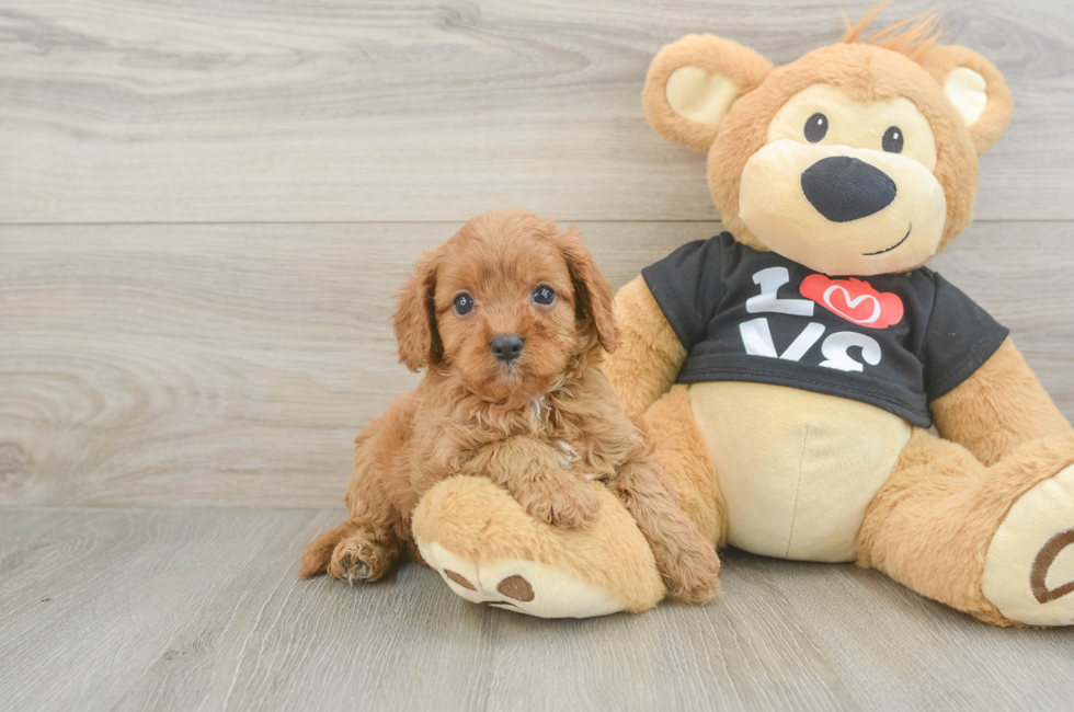 6 week old Cavapoo Puppy For Sale - Simply Southern Pups
